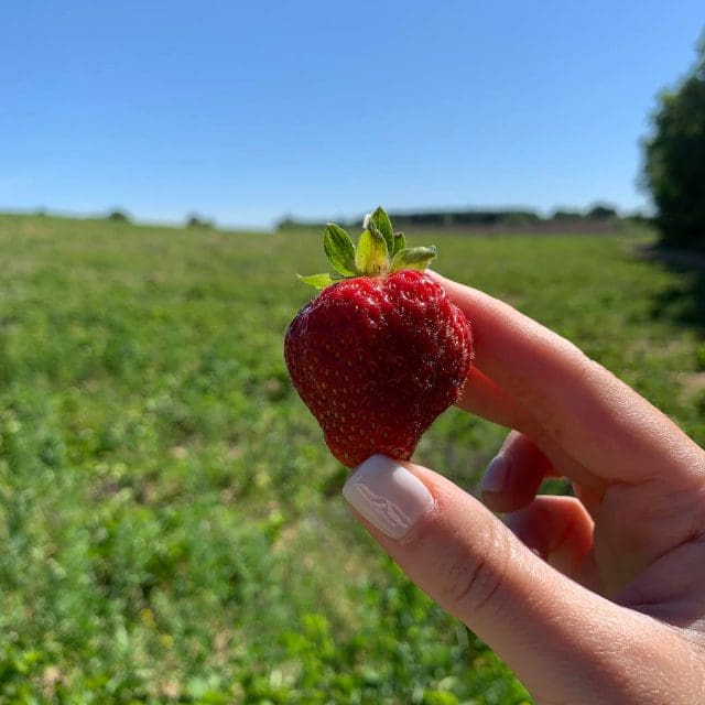 A fresh juicy strawberry in season