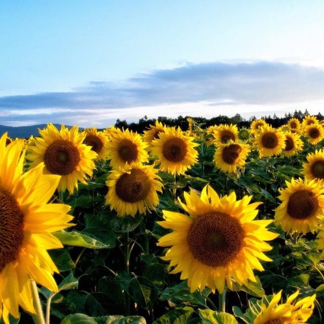 A field of sunflowers in Markham